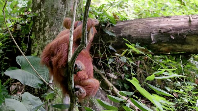 a female sumatran orangutan yawns while sitting on a vine in the rainforest of gunung leuser national park on sumatra, indonesia