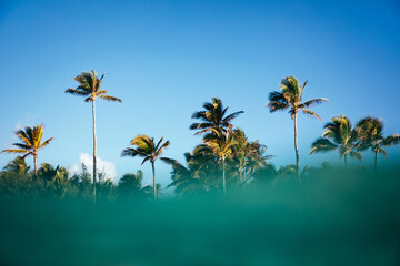 Beautiful ocean view of tropical palm trees swaying under a blue sky