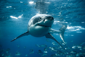 Portrait of a large great white shark turning below the oceans surface in blue water