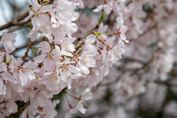 手取川堰堤沿いの桜
