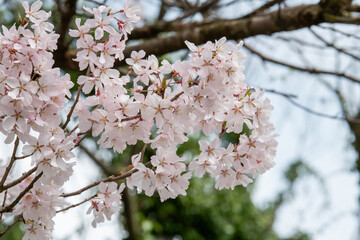 手取川堰堤沿いの桜
