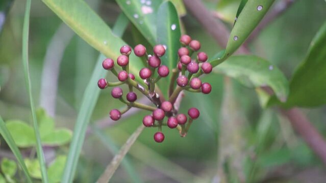 Ardisia elliptica (shoebutton ardisia, duck's eye and coralberry) with a natural background. Indonesian call it lempeni