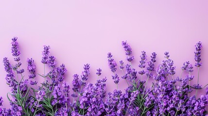 Lavender blooms dance in a picturesque Provence field, exuding their soothing aroma under the summer sun
