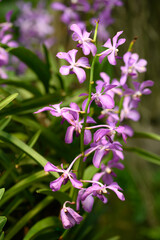 Purple orchid flowers (Ascocentrum miniatum or Vanda miniatum)