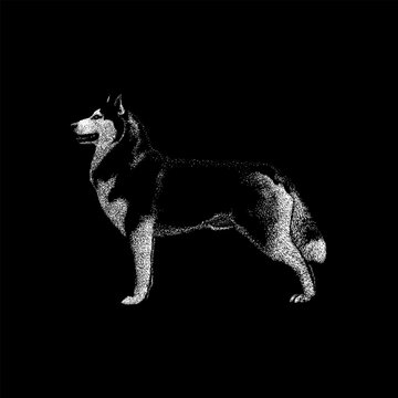 Alusky hand drawing vector isolated on black background.