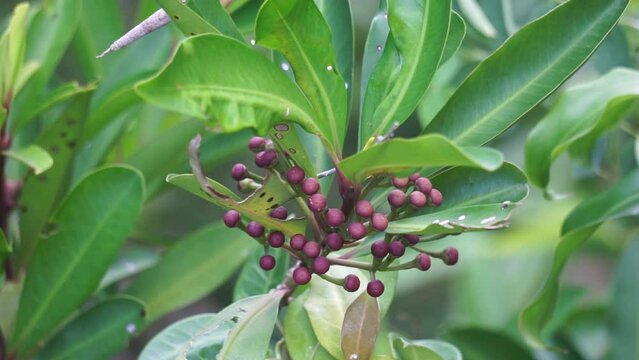 Ardisia elliptica (shoebutton ardisia, duck's eye and coralberry) with a natural background. Indonesian call it lempeni