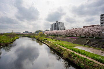 横浜の風景　鴨居駅周辺の桜