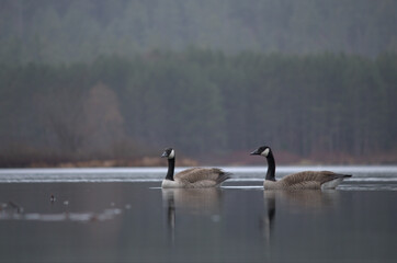 geese on the lake