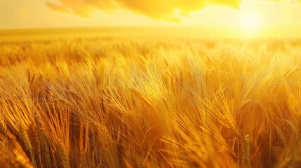 Obraz premium A vibrant yellow sky serves as the backdrop to a field of barley.
