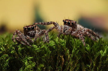 Two Jumping spiders or Salticidae crawling on a moss