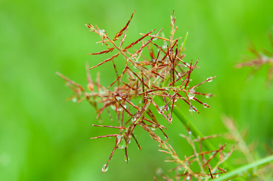 a drop of dew on the top of a cyperus rotundus flower