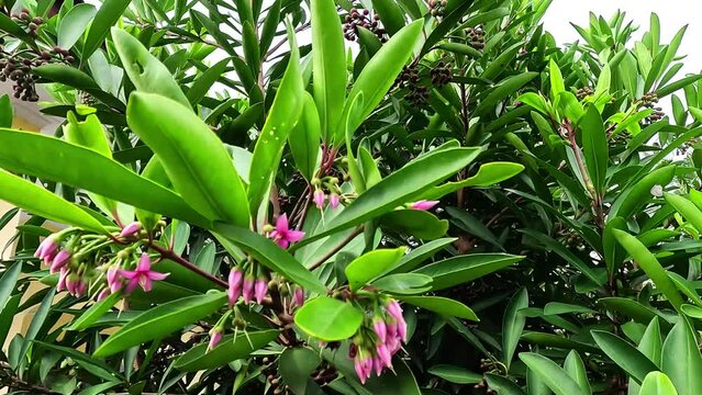 Ardisia elliptica (shoebutton ardisia, duck's eye and coralberry) with a natural background. Indonesian call it lempeni