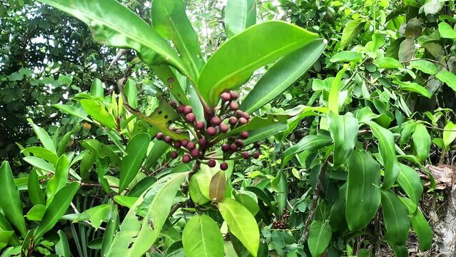 Ardisia elliptica (shoebutton ardisia, duck's eye and coralberry) with a natural background. Indonesian call it lempeni