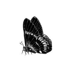 butterfly hand drawing vector isolated on background.	 - obrazy, fototapety, plakaty