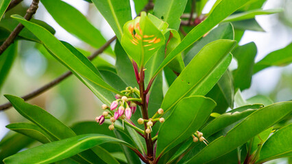 Ardisia elliptica (shoebutton ardisia, duck's eye and coralberry) with a natural background. Indonesian call it lempeni