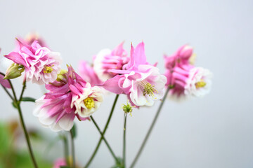 春になり、公園の花壇に色とりどりの花が咲き始める