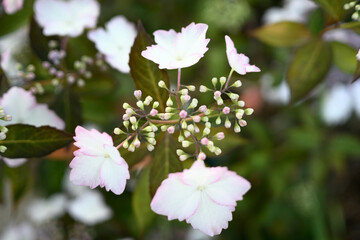 初夏の日差しが届く頃早くもガクアジサイが見られる
