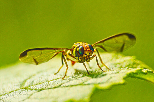 A fruit fly or bactrocera dorsalis on a leaf.