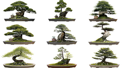 Bonsai tree isolated on white background