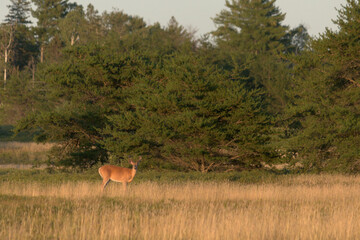 deer in the filed with trees in backgound