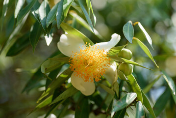 Close-up of beautiful tropical flowers on a tree in spring, summer season