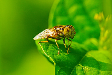 Band-eyed drone fly or hoverfly (Eristalinus taeniops) resting on leaf