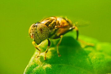 Fototapeta premium Hoverfly or band-eyed drone fly (Eristalinus taeniops) on leaf