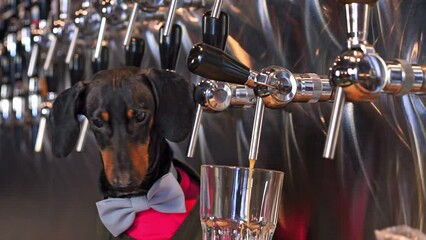 Adorable dachshund bartender pours alcoholic drink into glass. Charming animal with blue bowtie...
