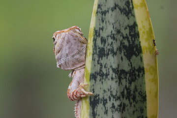 lizard, bearded dragon, a bearded dragon lizard perched on a leaf of an ornamental plant