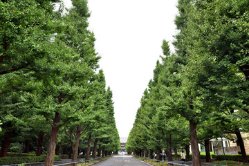 日吉駅前の大学キャンパスのイチョウ並木