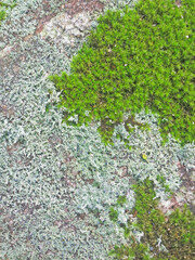 Moss and green lichen full frame nature background, Yakushima forest, Japan