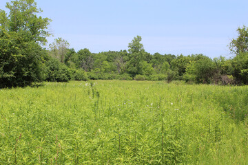 Meadow surrounded by a forest on a sunny summer day at Camp Pine Woods in Des Plaines, Illinois