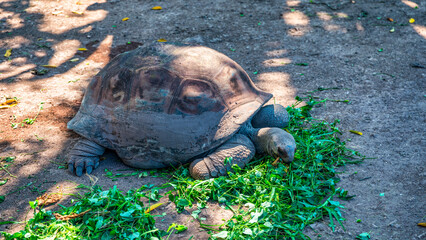 Big huge turtle eating salads close up, Mauritius, Africa. Giant tortoise eating grass, Mauritius, Africa.