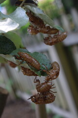 Brood XIX Cicada Exoskeletons stacked