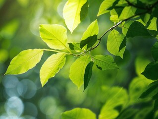 Bright green leaves in the sun with bokeh soft focus background