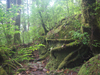 Shiratani unsuikyo hiking trail in mystical green Yakushima forest and big boulder overgrown with green moss and tree roots