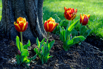 Beautiful red and yellow tulips with green leaves, in spring. Garden by the base of a tree with grass in the background. Australia. No people.