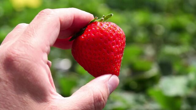 Picking strawberries. Closeup of hand picking strawberry in fruit greenhouse.Strawberry harvest time,Chinese countryside