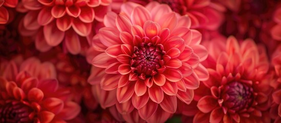 Macro photograph of a vibrant varietal garden flowers with red-colored petals serves as the inspiration for design, advertising, prints, posters, decor, and interiors.