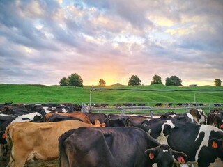 Sunrise over cows in a yard