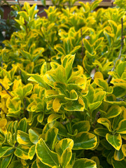 Decorative Japanese spindle bush Euonymus Japonicus. Brslen Japanese wood 'Marieke'. A variety with densely lined leaves,