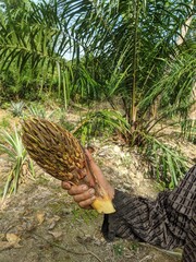 farmers harvest small palm fruit