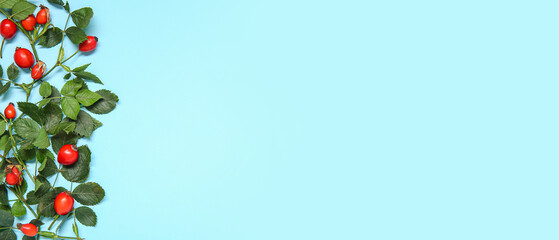 Fresh rose hip berries with leaves on blue background