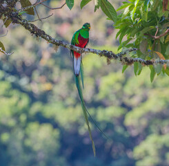 resplendent quetzal (Pharomachrus mocinno) in its emerald green colours
