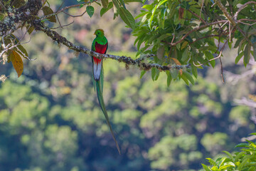animals of central america: resplendent quetzal (Pharomachrus mocinno) in cloud forest