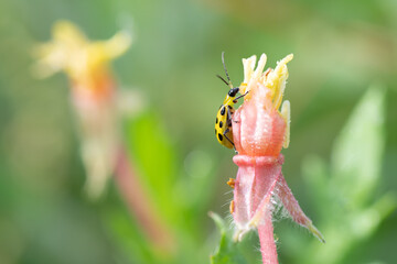 The spotted cucumber beetle is a pest in the vegetable garden.