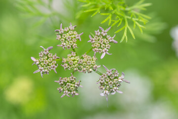 Fototapeta premium Tiny pink flower buds ready to open their petals and bloom in a spring garden.