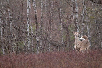 deer in the forest looking at camera
