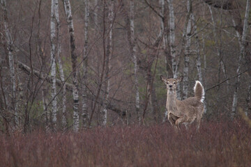 deer in the forest looking at camera
