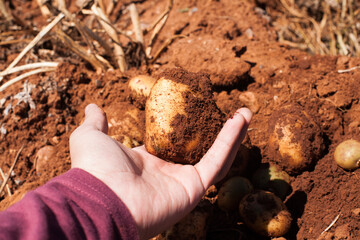 Incredible photo of hands holding a freshly harvested potato in a farm.